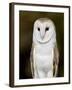 Barn Owl (Tyto Alba) in Captivity, Arizona Sonora Desert Museum, Tucson, Arizona, USA-James Hager-Framed Photographic Print