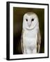 Barn Owl (Tyto Alba) in Captivity, Arizona Sonora Desert Museum, Tucson, Arizona, USA-James Hager-Framed Photographic Print