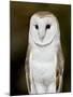 Barn Owl (Tyto Alba) in Captivity, Arizona Sonora Desert Museum, Tucson, Arizona, USA-James Hager-Mounted Photographic Print