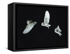 Barn Owl (Tyto Alba) in Flight. Time-Lapse. Captive, UK-null-Framed Stretched Canvas