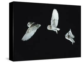 Barn Owl (Tyto Alba) in Flight. Time-Lapse. Captive, UK-null-Stretched Canvas