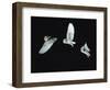 Barn Owl (Tyto Alba) in Flight. Time-Lapse. Captive, UK-null-Framed Photographic Print