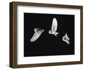 Barn Owl (Tyto Alba) in Flight. Time-Lapse. Captive, UK-null-Framed Photographic Print