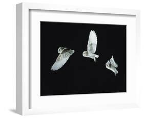 Barn Owl (Tyto Alba) in Flight. Time-Lapse. Captive, UK-null-Framed Photographic Print