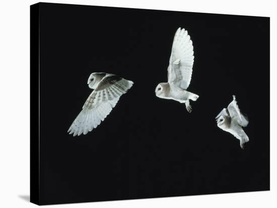 Barn Owl (Tyto Alba) in Flight. Time-Lapse. Captive, UK-null-Stretched Canvas