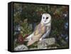 Barn Owl (Tyto Alba), on Dry Stone Wall with Hawthorn Berries in Late Summer, Captive, England-Steve & Ann Toon-Framed Stretched Canvas