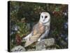 Barn Owl (Tyto Alba), on Dry Stone Wall with Hawthorn Berries in Late Summer, Captive, England-Steve & Ann Toon-Stretched Canvas