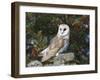 Barn Owl (Tyto Alba), on Dry Stone Wall with Hawthorn Berries in Late Summer, Captive, England-Steve & Ann Toon-Framed Photographic Print