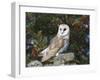 Barn Owl (Tyto Alba), on Dry Stone Wall with Hawthorn Berries in Late Summer, Captive, England-Steve & Ann Toon-Framed Photographic Print