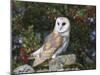 Barn Owl (Tyto Alba), on Dry Stone Wall with Hawthorn Berries in Late Summer, Captive, England-Steve & Ann Toon-Mounted Photographic Print