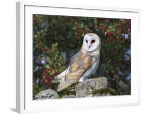 Barn Owl (Tyto Alba), on Dry Stone Wall with Hawthorn Berries in Late Summer, Captive, England-Steve & Ann Toon-Framed Photographic Print