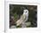 Barn Owl (Tyto Alba), on Dry Stone Wall with Hawthorn Berries in Late Summer, Captive, England-Steve & Ann Toon-Framed Photographic Print