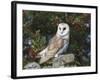 Barn Owl (Tyto Alba), on Dry Stone Wall with Hawthorn Berries in Late Summer, Captive, England-Steve & Ann Toon-Framed Photographic Print