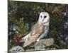 Barn Owl (Tyto Alba), on Dry Stone Wall with Hawthorn Berries in Late Summer, Captive, England-Steve & Ann Toon-Mounted Photographic Print