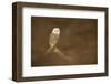 Barn owl (Tyto alba) perched on fallen log, United Kingdom, Europe-Kyle Moore-Framed Photographic Print