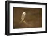 Barn owl (Tyto alba) perched on fallen log, United Kingdom, Europe-Kyle Moore-Framed Photographic Print