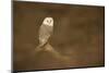 Barn owl (Tyto alba) perched on fallen log, United Kingdom, Europe-Kyle Moore-Mounted Photographic Print