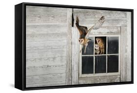 Barn Owl (Tyto Alba)-Rolf Nussbaumer-Framed Stretched Canvas