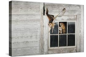 Barn Owl (Tyto Alba)-Rolf Nussbaumer-Stretched Canvas
