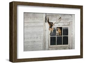 Barn Owl (Tyto Alba)-Rolf Nussbaumer-Framed Photographic Print