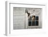 Barn Owl (Tyto Alba)-Rolf Nussbaumer-Framed Photographic Print