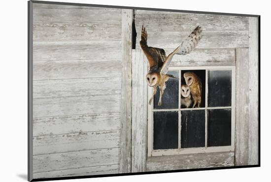 Barn Owl (Tyto Alba)-Rolf Nussbaumer-Mounted Photographic Print