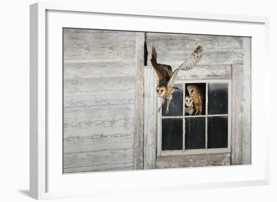 Barn Owl (Tyto Alba)-Rolf Nussbaumer-Framed Photographic Print
