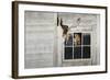 Barn Owl (Tyto Alba)-Rolf Nussbaumer-Framed Photographic Print