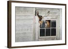 Barn Owl (Tyto Alba)-Rolf Nussbaumer-Framed Photographic Print