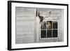 Barn Owl (Tyto Alba)-Rolf Nussbaumer-Framed Photographic Print