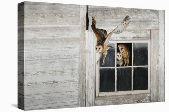 Barn Owl (Tyto Alba)-Rolf Nussbaumer-Stretched Canvas