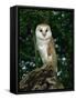 Barn Owl, Warwickshire, England, United Kingdom, Europe-Rainford Roy-Framed Stretched Canvas