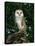 Barn Owl, Warwickshire, England, United Kingdom, Europe-Rainford Roy-Stretched Canvas