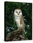 Barn Owl, Warwickshire, England, United Kingdom, Europe-Rainford Roy-Stretched Canvas