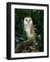 Barn Owl, Warwickshire, England, United Kingdom, Europe-Rainford Roy-Framed Photographic Print