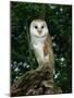 Barn Owl, Warwickshire, England, United Kingdom, Europe-Rainford Roy-Mounted Photographic Print