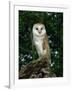 Barn Owl, Warwickshire, England, United Kingdom, Europe-Rainford Roy-Framed Photographic Print