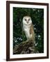 Barn Owl, Warwickshire, England, United Kingdom, Europe-Rainford Roy-Framed Photographic Print