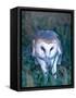 Barn Owl with a Mouse, Native to Southern USA-David Northcott-Framed Stretched Canvas