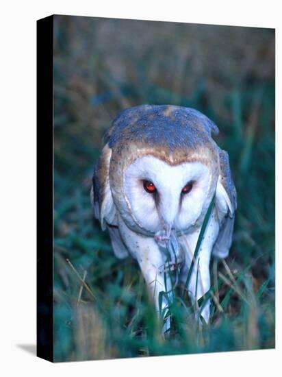 Barn Owl with a Mouse, Native to Southern USA-David Northcott-Stretched Canvas