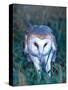 Barn Owl with a Mouse, Native to Southern USA-David Northcott-Stretched Canvas