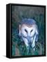 Barn Owl with a Mouse, Native to Southern USA-David Northcott-Framed Stretched Canvas
