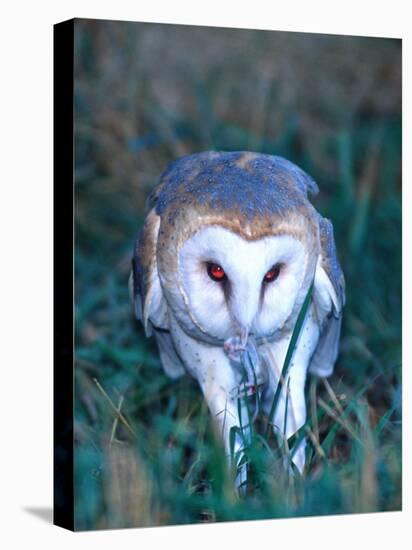 Barn Owl with a Mouse, Native to Southern USA-David Northcott-Stretched Canvas