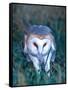 Barn Owl with a Mouse, Native to Southern USA-David Northcott-Framed Stretched Canvas