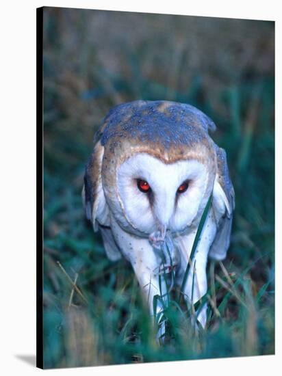 Barn Owl with a Mouse, Native to Southern USA-David Northcott-Stretched Canvas