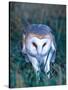 Barn Owl with a Mouse, Native to Southern USA-David Northcott-Stretched Canvas