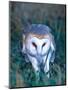 Barn Owl with a Mouse, Native to Southern USA-David Northcott-Mounted Premium Photographic Print