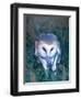 Barn Owl with a Mouse, Native to Southern USA-David Northcott-Framed Photographic Print