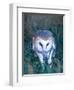 Barn Owl with a Mouse, Native to Southern USA-David Northcott-Framed Photographic Print