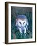 Barn Owl with a Mouse, Native to Southern USA-David Northcott-Framed Photographic Print